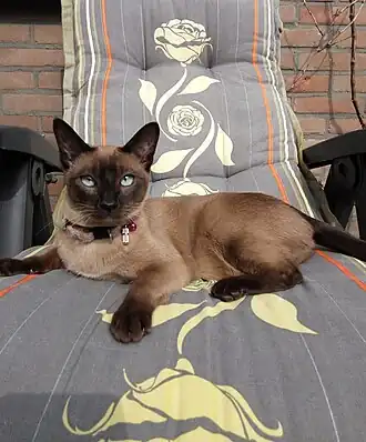 Tonkanees in de meest bekende kleur: Natural Mink