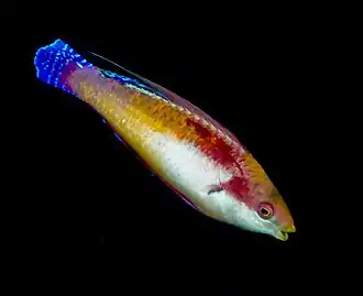 Cirrhilabrus tonozukai