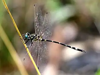 Tonyosynthemis claviculata