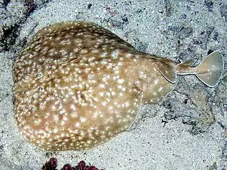 Perzische Golfsidderrog