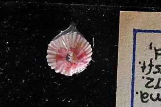 Torquatella dissimilis