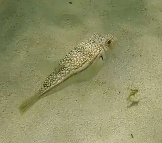 Torquigener pleurogramma