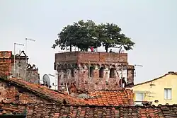 Torre Guinigi, Lucca