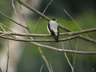 Bergbeekvliegenvanger