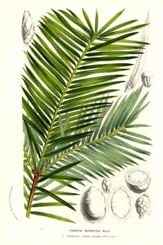 Californische torreya