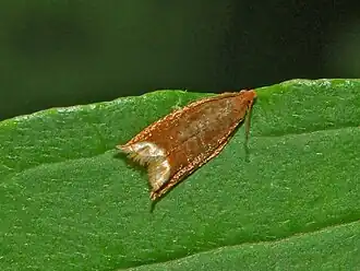 Ancylis selenana