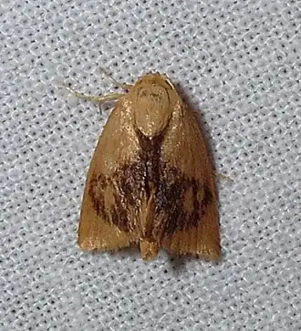 Tortricidia flexuosa