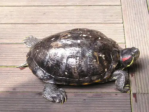 Roodwangschildpad (Trachemys scripta elegans)