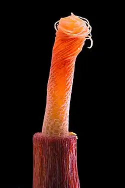 Tortula subulata met gedraaid peristoom