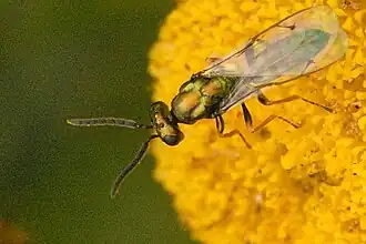 Torymus tanaceticola