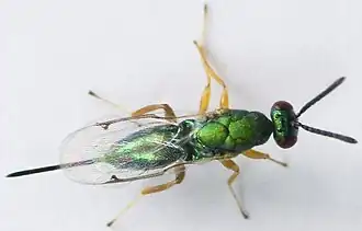 Dasineura salicifoliae