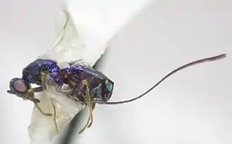 Torymus longistigmus