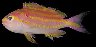 Tosanoides flavofasciatus