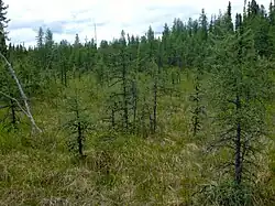 Een minerotrafent bos in Frankrijk