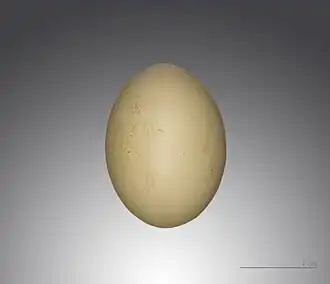 Ei uit collectie