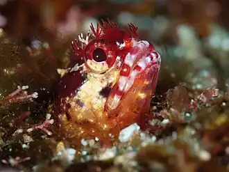 Neoclinus toshimaensis