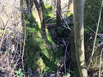 Een stoof begroeid met de touwtjesmos-associatie