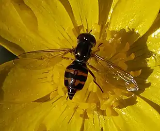 Toxomerus occidentalis