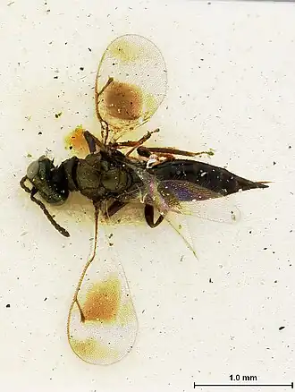 Toxeuma nubilipennis