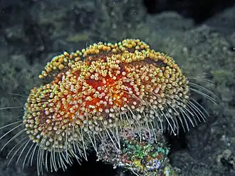 Asthenosoma marisrubri