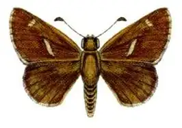 Toxidia thyrrhus