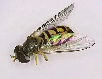 Toxomerus marginata
