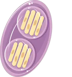 Oöcyst met sporozoïten