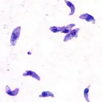 Toxoplasma gondii tachyzoïet