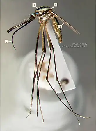 Toxorhynchites rutilus