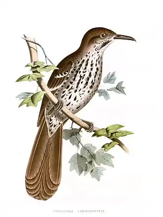 Langsnavelspotlijster