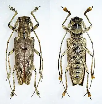 Trachelophora curvicollis