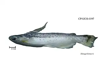 Trachelyopterus insignis