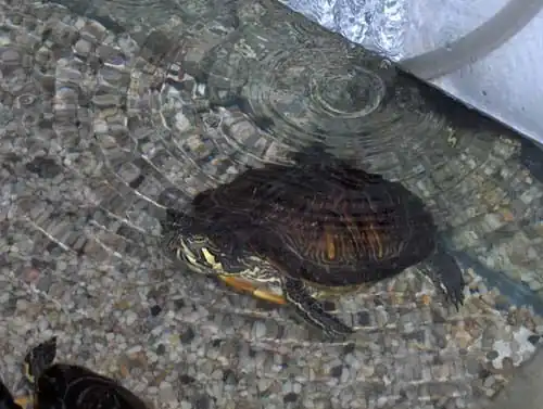 Geelwangschildpad (Trachemys scripta troosti)