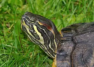 Geelwangschildpad