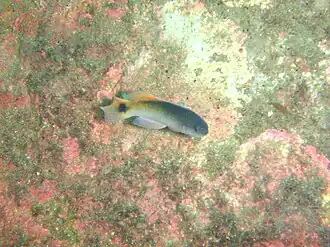 Trachinops caudimaculatus