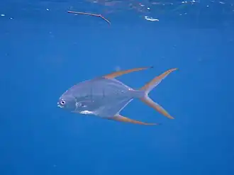 Trachinotus rhodopus