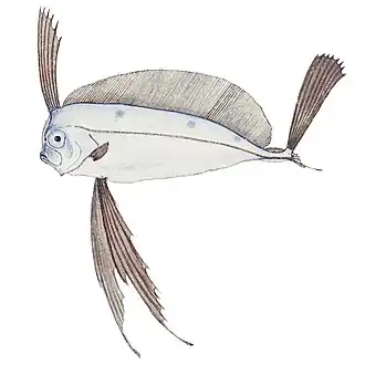 Trachipterus jacksonensis