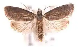 Tracholena micropolia