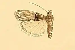 Trachonitis (geslacht)