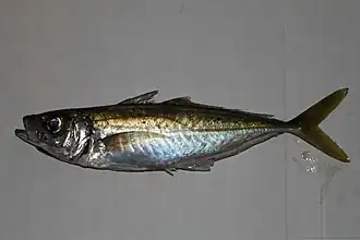 Trachurus picturatus