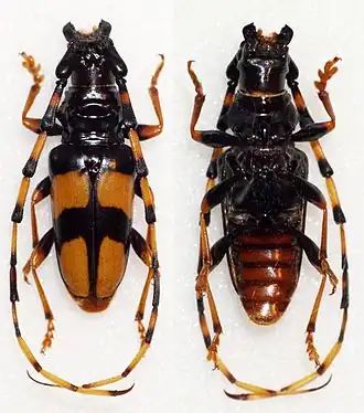 Trachyderes mandibularis