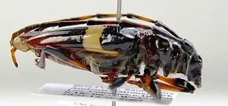 Trachyderes leptomerus