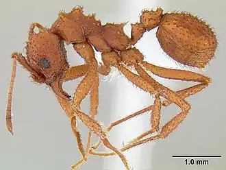 Trachymyrmex arizonensis