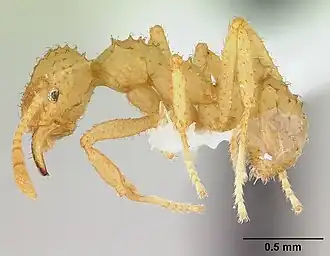 Trachymyrmex bugnioni