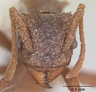 Trachymyrmex carinatus