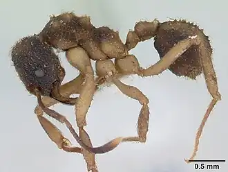 Trachymyrmex cornetzi