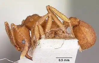 Trachymyrmex desertorum