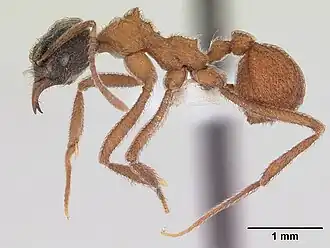 Trachymyrmex dichrous