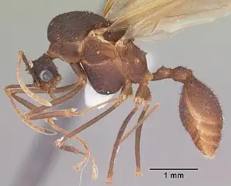 Trachymyrmex jamaicensis