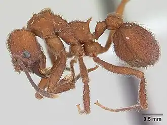 Trachymyrmex kempfi